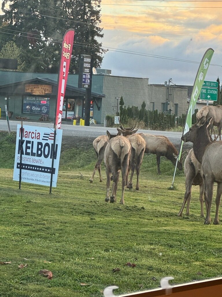 marciakelbon's tweet photo. Breaking update: it appears I am leading in the Brinnon Elk herd vote! #brinnon #brinnonwa #brinnonelkherd #olypen #sequimelkherd https://t.co/rFu4zm0Hjo