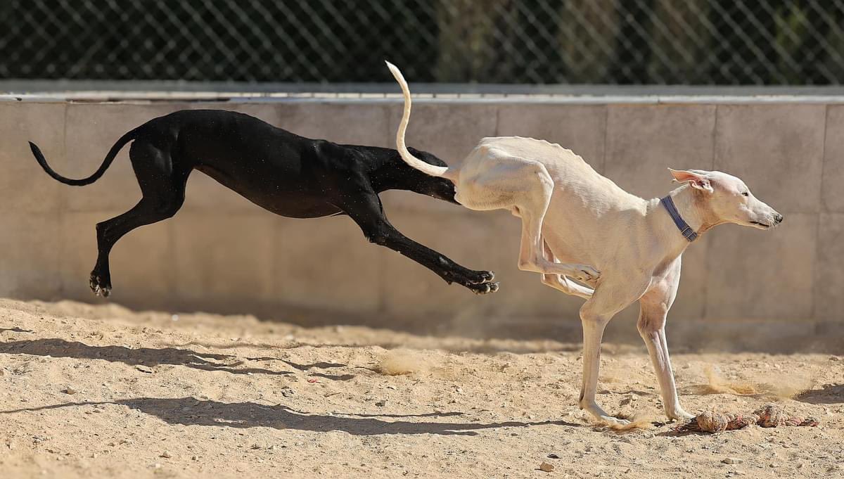 GalgosdelSol's tweet photo. Marylou came from the USA armed with her camera so we asked her to show you all how well Velvet (the black galga) is doing after sadly losing all her pups recently at birth. 
What’s your opinion on the matter? is she looking good or is she looking really good!!? ❤️❤️
Apart from having her head up Cosme’s bottom 🫣😂❤️