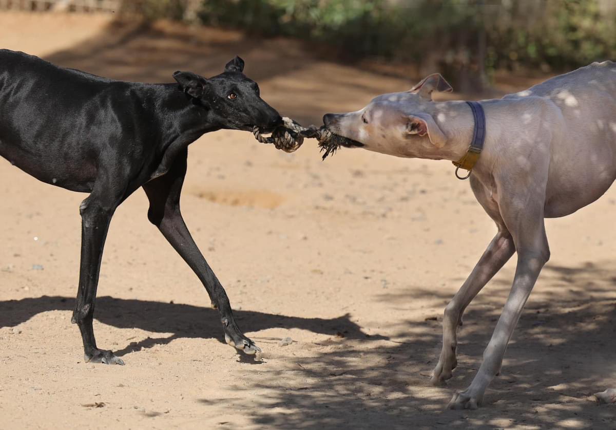 GalgosdelSol's tweet photo. Marylou came from the USA armed with her camera so we asked her to show you all how well Velvet (the black galga) is doing after sadly losing all her pups recently at birth. 
What’s your opinion on the matter? is she looking good or is she looking really good!!? ❤️❤️
Apart from having her head up Cosme’s bottom 🫣😂❤️