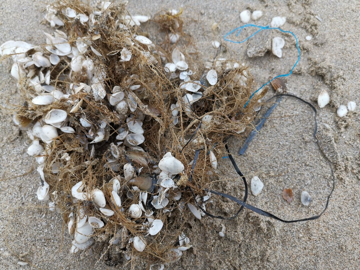 vrijezangvogel's tweet photo. Zeewier met #verzameling schelpen+#visnet #plasticsoup. f2 #nurdles. Bij @Juttersgeluk maken we er weer verzameling producten,soms kleine kunstwerkjes! #fot_O_ktober
Op terugweg ook verzameling Hooglanders (+paarden), bij Vogelmeer aalscholvers. #strand #duinen #zee @jolandabrwr https://t.co/zFmyaNzQWK