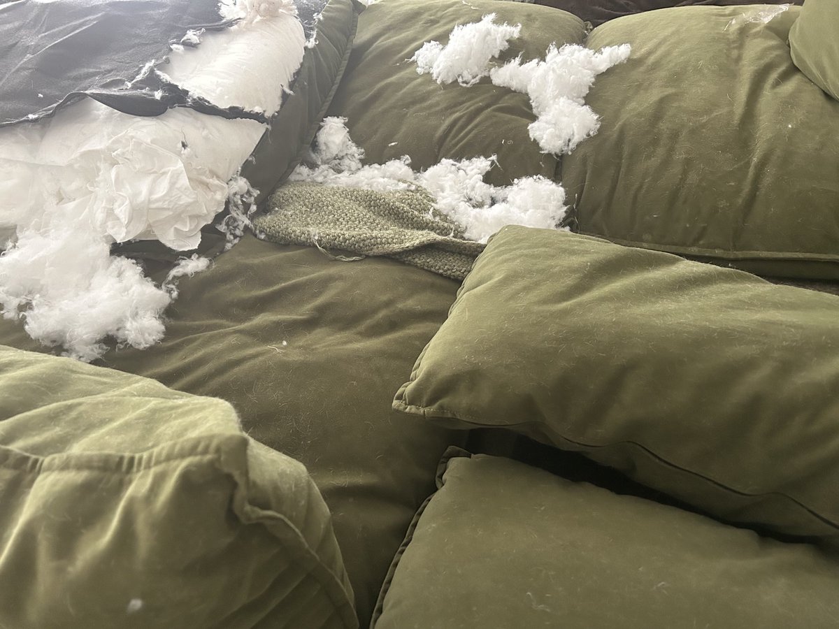 LolaPatolla's tweet photo. Taday we lost a couch.๐ญ
That mom bought with last yearโs work bonus.๐๐ฉ๐
#SomeDaysAreRough
#RIPSofa
#RescueDogMayhem https://t.co/yyQRCv9VoP
