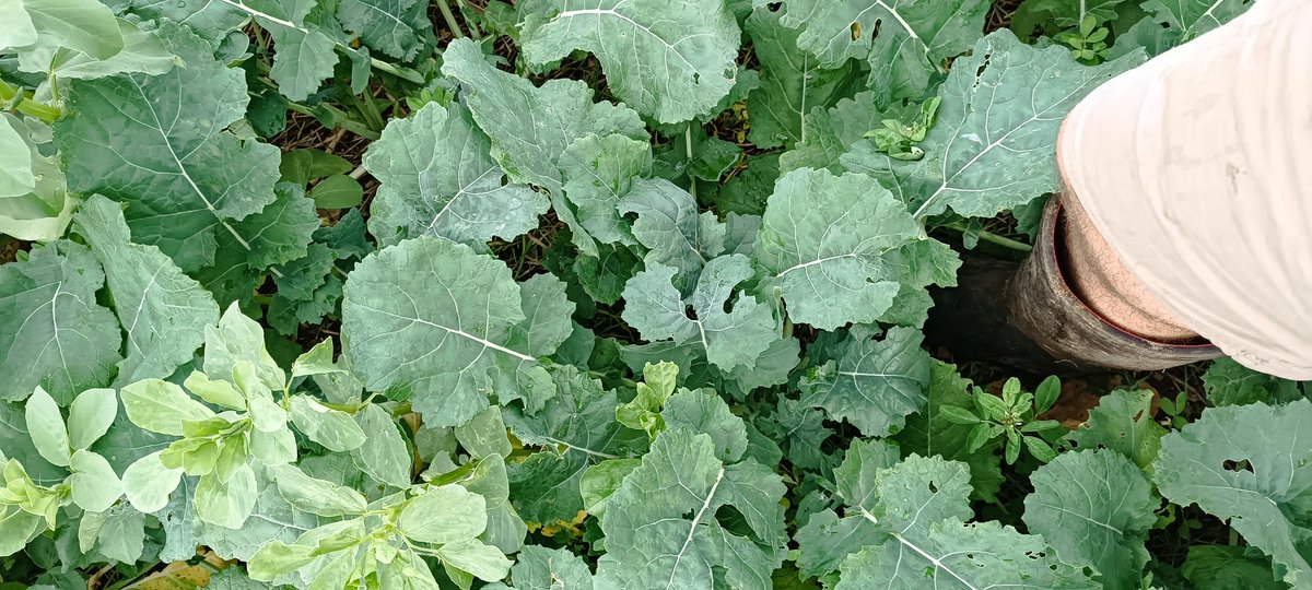 jeandavidCheva1's tweet photo. #colza24 ça pousse les plantes compagnes bossent https://t.co/ATIaxmTtBd