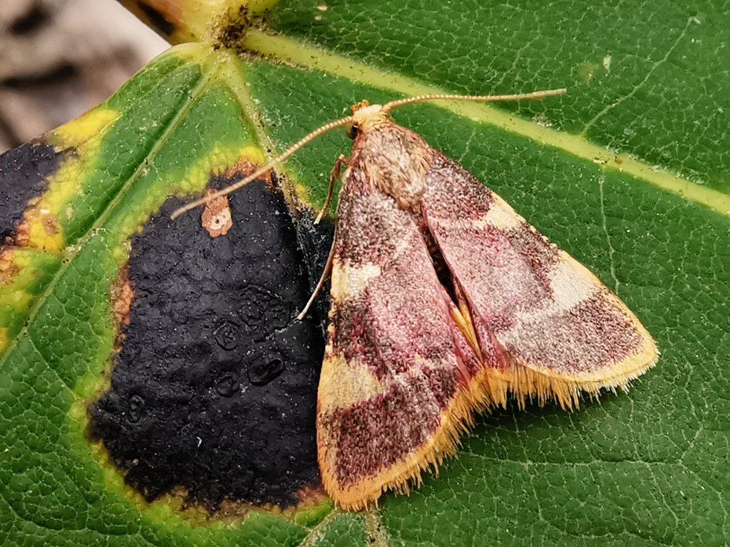 Last night I said to Lynnette that I'd really like to see a NFG moth this morning (never expecting anything to appear tho'). Amazingly, there *was* a "bingo!" moment when Lynnette found this gorgeous micro, Hypsopygia costalis (Gold Triangle) in the actinic.
Scenes. 
#cleymothobs