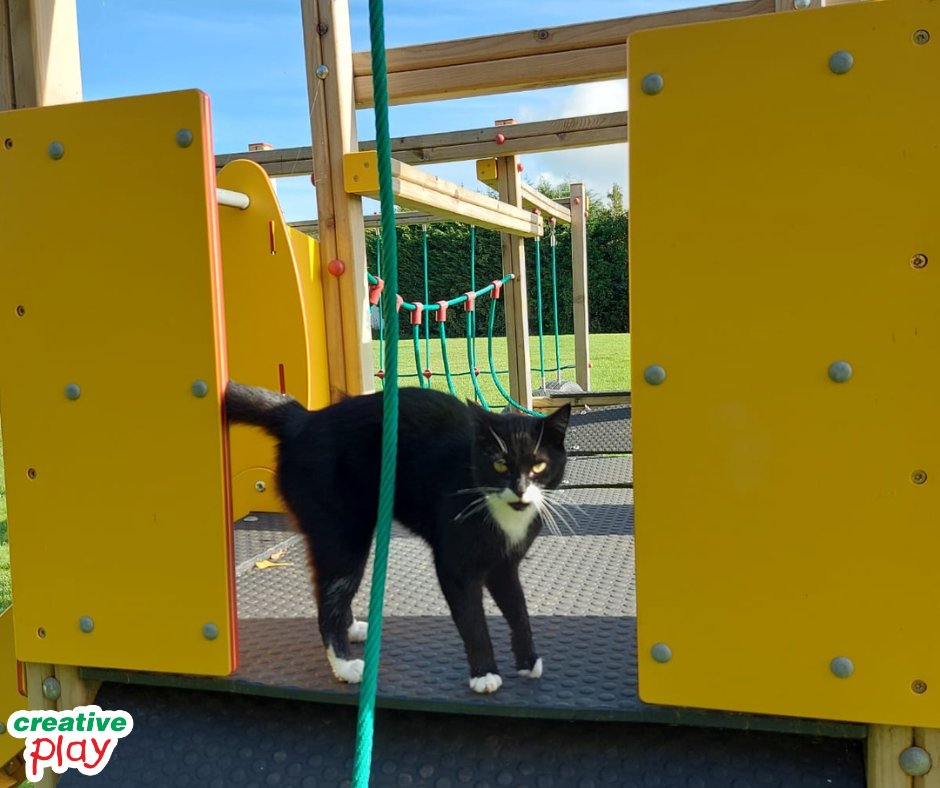 CreativePlayUK's tweet photo. 🐾Paws up, humans - playtime isn’t just for kids anymore! Turns out, our #playgroundequipment doubles up as the purr-fect cat #playground🐈
😺#CatPlaygroundTakeover #PurrfectPlaytime #MeowtainClimbers #PawsToPlay #MeowAndGo #PlaygroundPurrfection #NotJustForKids #CatsOfTwitter https://t.co/lElrCeLpW5