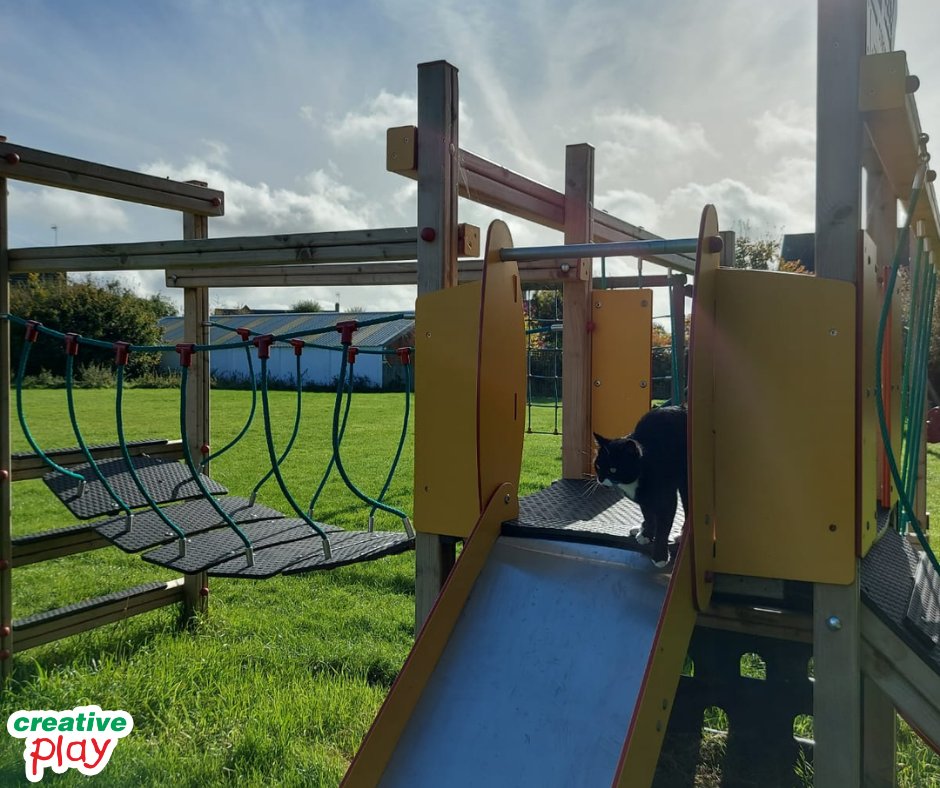 CreativePlayUK's tweet photo. 🐾Paws up, humans - playtime isn’t just for kids anymore! Turns out, our #playgroundequipment doubles up as the purr-fect cat #playground🐈
😺#CatPlaygroundTakeover #PurrfectPlaytime #MeowtainClimbers #PawsToPlay #MeowAndGo #PlaygroundPurrfection #NotJustForKids #CatsOfTwitter https://t.co/lElrCeLpW5