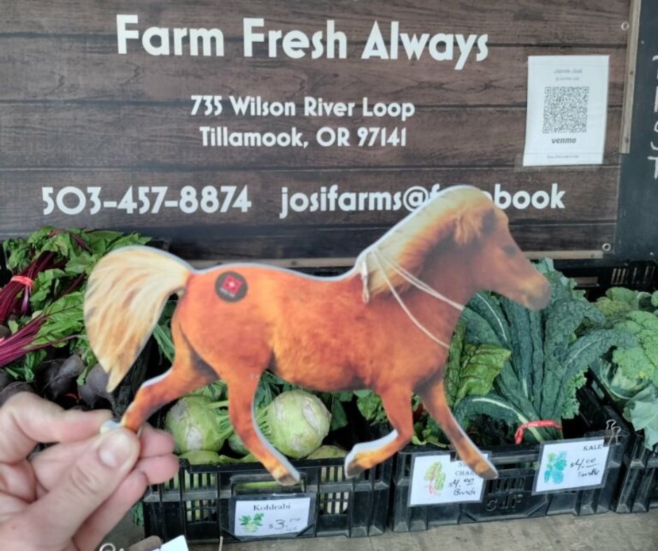 BBPrintSource's tweet image. This Sylvester enjoys checking out the local produce. Where do you shop? Do you have your &quot;horse&quot; yet? How does he/she like to spend his time?

Tag us in your photos and use the hashtag #sylvesteradventures 🐴

#printedhorse #portlandprinter