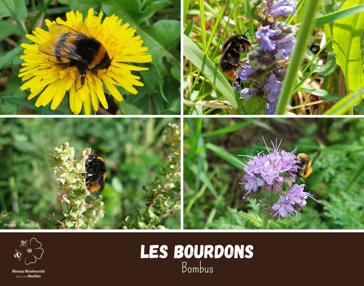 Réseau Biodiversité pour les Abeilles (RBA) tweet media