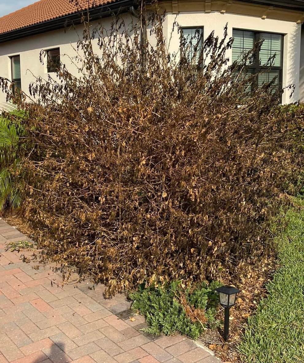 MattDevittWX's tweet image. HEADS UP! If you're noticing a lot of brown trees across Florida, that's not Fall Foliage. Hurricane Milton caused a lot of local trees to be "in shock"...battered by strong wind or submerged in salt water from storm surge. That stress causes the leaves to fall or turn brown.…