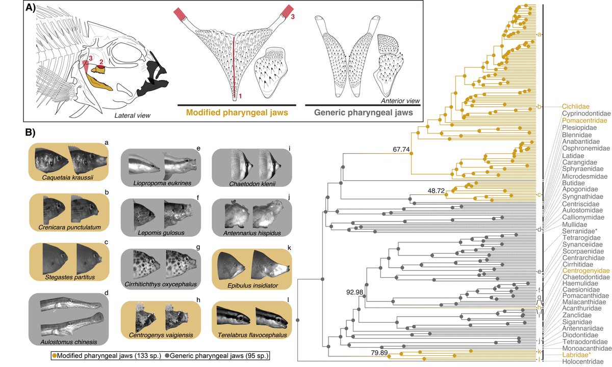 Evolution Letters (@evolletters) on Twitter photo A classic key innovation constrains oral jaw functional diversification in fishes
doi.org/10.1093/evlett…
Now in <a href="/EvolLetters/">Evolution Letters</a> by @Alexuss_Symone, <a href="/cmart_fishmorph/">Christopher Martinez</a>, <a href="/damalichthys/">Katherine Corn, PhD</a>, and <a href="/PeterWainwrig15/">Peter Wainwright</a> A classic key innovation constrains oral jaw functional diversification in fishes
doi.org/10.1093/evlett…
Now in <a href="/EvolLetters/">Evolution Letters</a> by @Alexuss_Symone, <a href="/cmart_fishmorph/">Christopher Martinez</a>, <a href="/damalichthys/">Katherine Corn, PhD</a>, and <a href="/PeterWainwrig15/">Peter Wainwright</a>