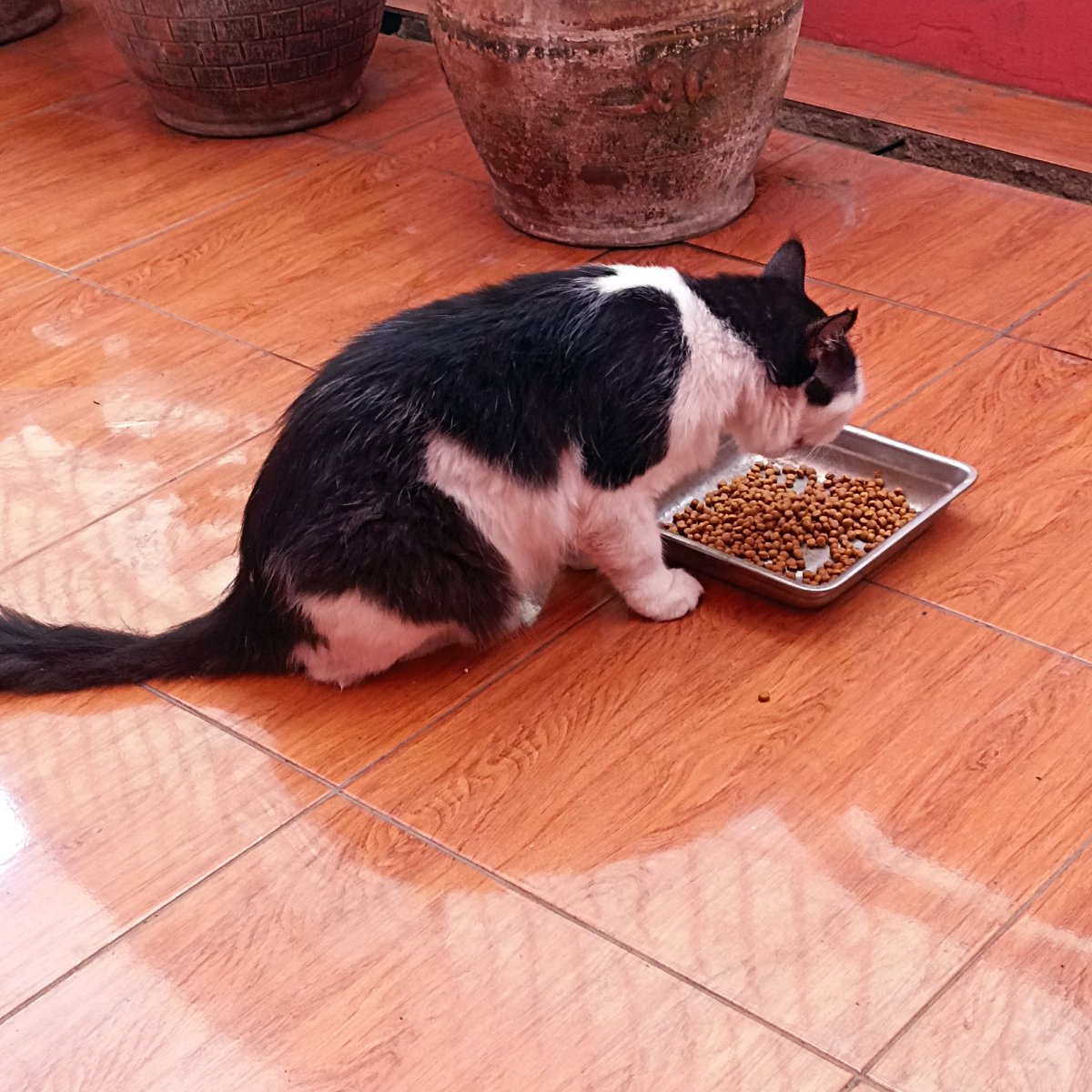 paws_coco's tweet photo. Makan,, https://t.co/pf7bIXDj1m