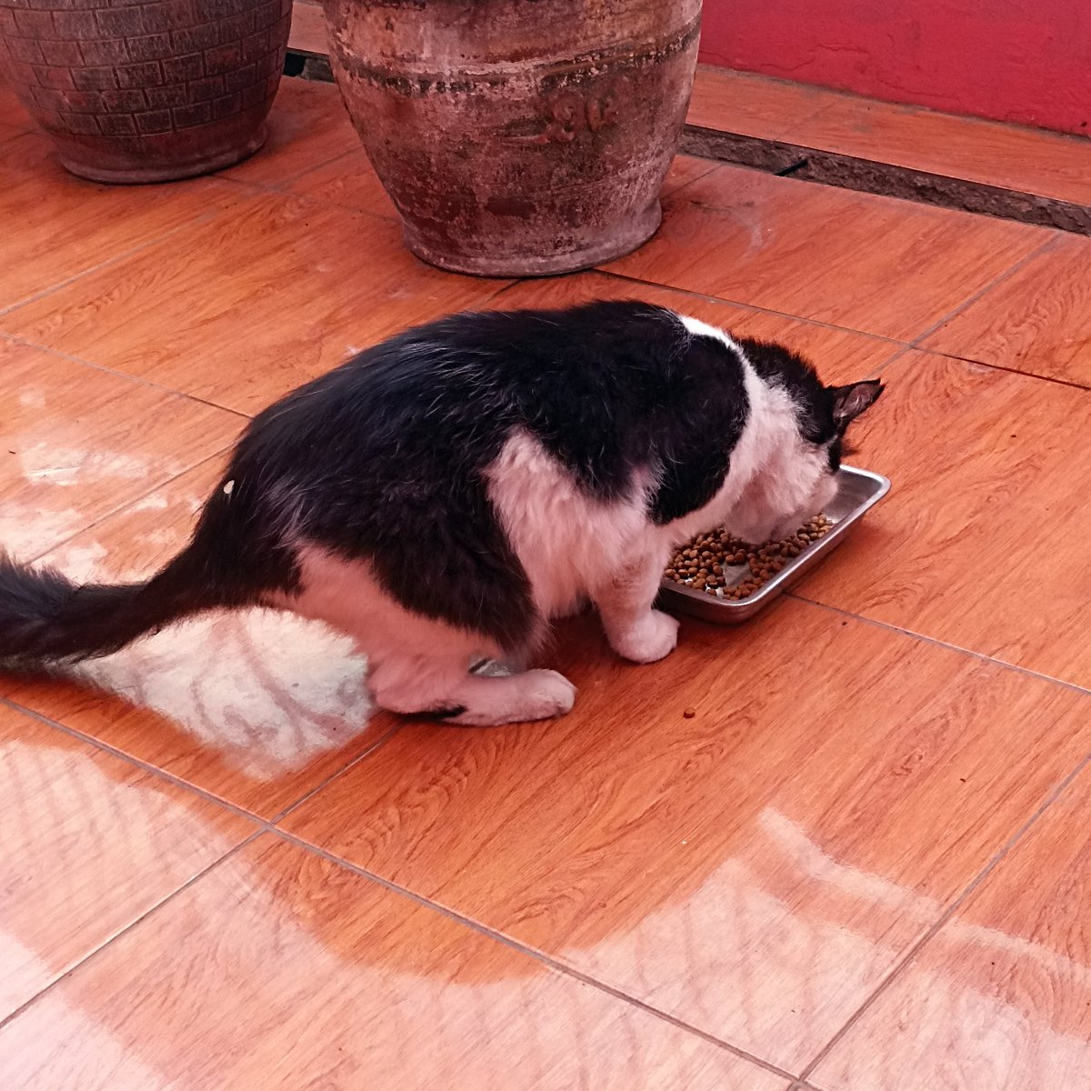 paws_coco's tweet photo. Makan,, https://t.co/pf7bIXDj1m