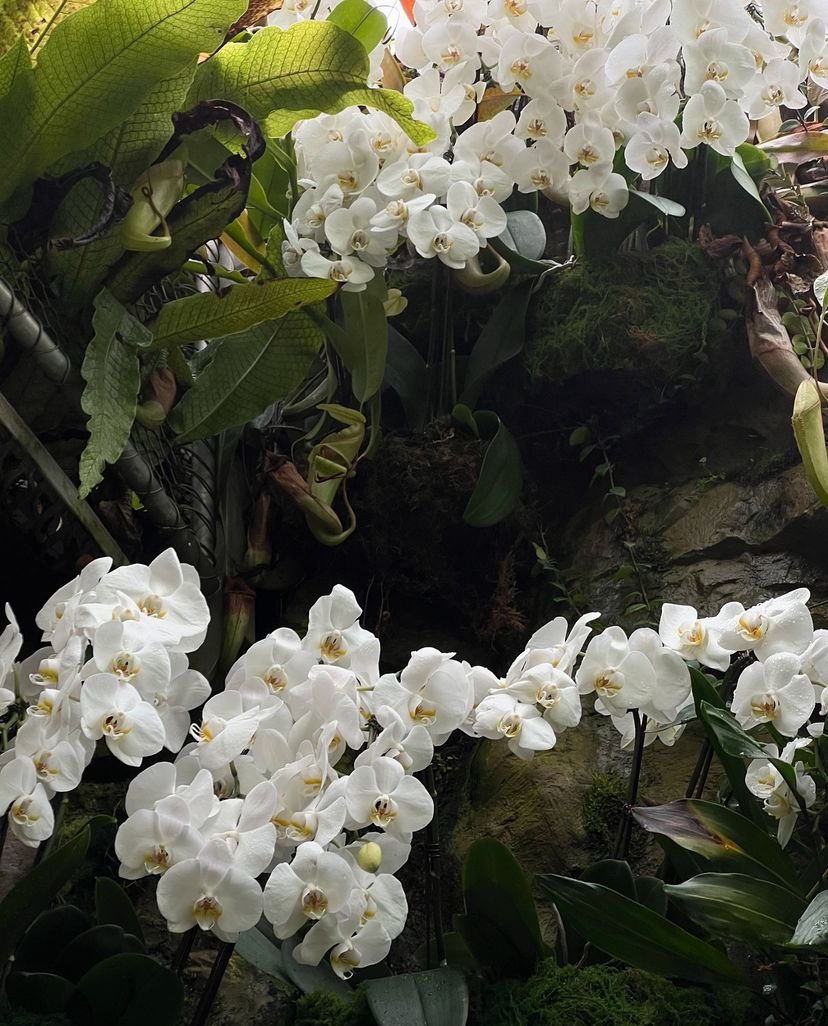ArabellaKnigh's tweet photo. 🌸🌷💐🌼🪷🌹🌸 https://t.co/p26zg3K741