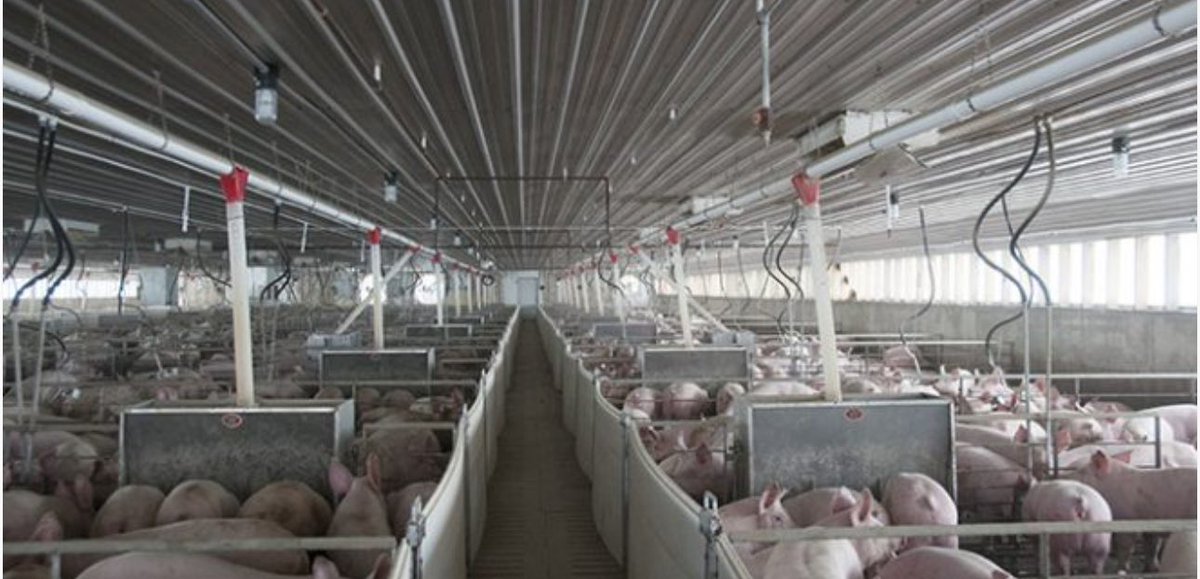 Finishing Hogs! Are there any farms in the Norwich area that would be for sale? 1000-3000 head barn. Asking for a friend #ontag #hogs dm me.