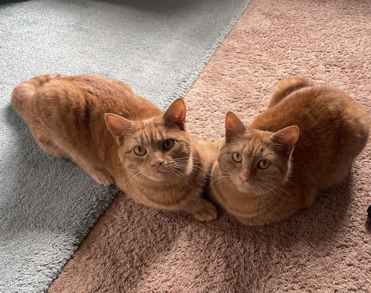 Eames5Eames's tweet photo. @bunsenbernerbmd I have these two girls and then know which toys are theirs , the only thing they share are their scratch pole and their lovely cuddles https://t.co/Y361iMLaux