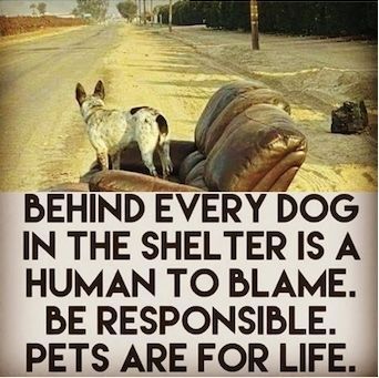 ShadowDogDesign's tweet photo. Behind every #dog in the shelter is a human to blame. Be #responsible. #Pets are for life.
#Dogs #DogsAreForLife #BestFriend #AdoptDontShop #AdoptAFriend #GoodDog #LoveDogs #DogsAreLOve https://t.co/hUn8zq0r3H