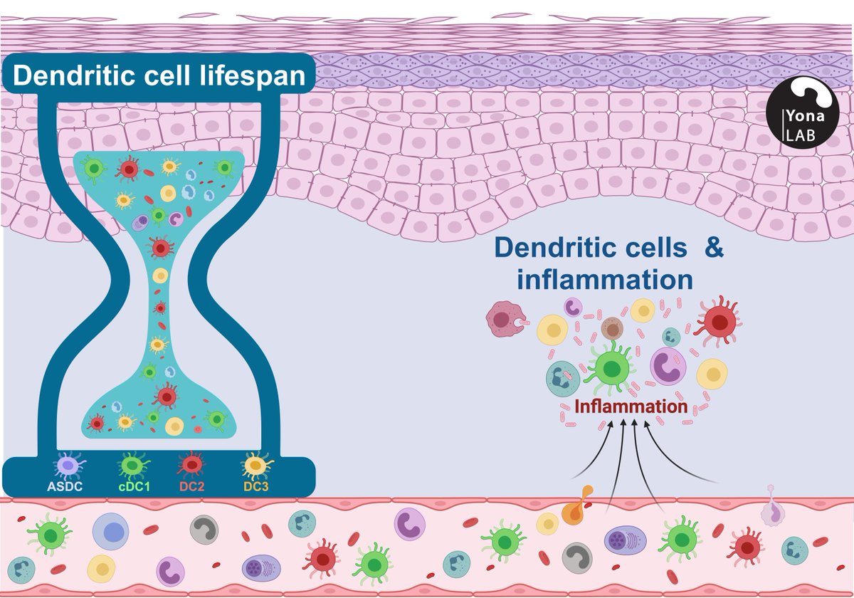 Simon Yona (@simonyona) on Twitter photo ✨Human dendritic cells (DC)✨ using stable isotope labelling in healthy volunteers, we define the circulating lifespan of cDC subsets and explore their role in inflammation - huge thanks to the team and our amazing collaborators <a href="/HebrewU/">Hebrew University</a> <a href="/JExpMed/">Journal of Experimental Medicine</a> bit.ly/3Yq5zMK ✨Human dendritic cells (DC)✨ using stable isotope labelling in healthy volunteers, we define the circulating lifespan of cDC subsets and explore their role in inflammation - huge thanks to the team and our amazing collaborators <a href="/HebrewU/">Hebrew University</a> <a href="/JExpMed/">Journal of Experimental Medicine</a> bit.ly/3Yq5zMK