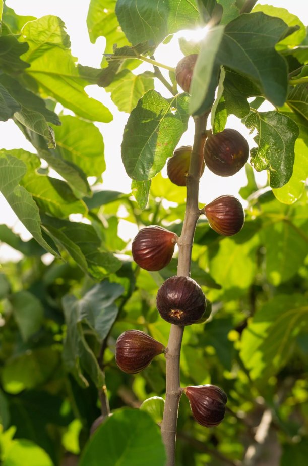 aralleida's tweet photo. És temporada de figues i al 📌 SEGRIÀ, es produeixen figues autòctones que reflecteixen l'essència del #SaborADNLleida 🦋💚🌍. Ofereix #AlimentsDeProp, com Figues La Negra, amb un procés de recol·lecció manual que respecta la biodiversitat del seu entorn 😌 #BiosphereGoldDestination 🌱
➡ https://t.co/Ig1d6Uvggh