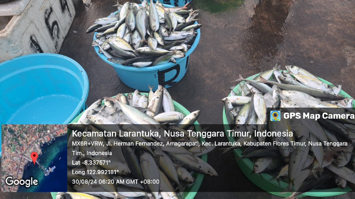 YohMariaVianei's tweet photo. Senin (27/08/2024), Yoh Maria  Vianei Keni Bolen, Luhkan Flores Timur, di Pemasar An. Khadijah Rahman, asal Kelurahan Ekasapta, Kec. Larantuka, mendata produksi ikan layang dan selar, sebanyak 180 kg, harga Rp. 15.000-25.000/Kg
#GiatLuhkanSatminkalGondol 
#Flotim #Produksi https://t.co/kE6YD7EBma