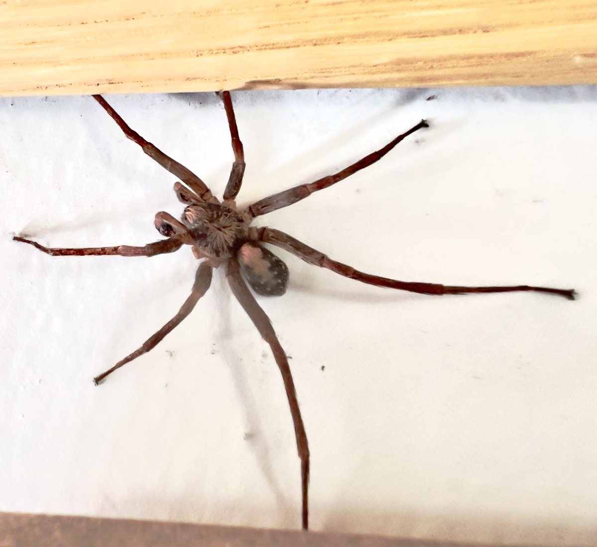 RojodeTama's tweet photo. @Arachno_Cosas Que especie es? Megalostrata https://t.co/5nKXKIuPup