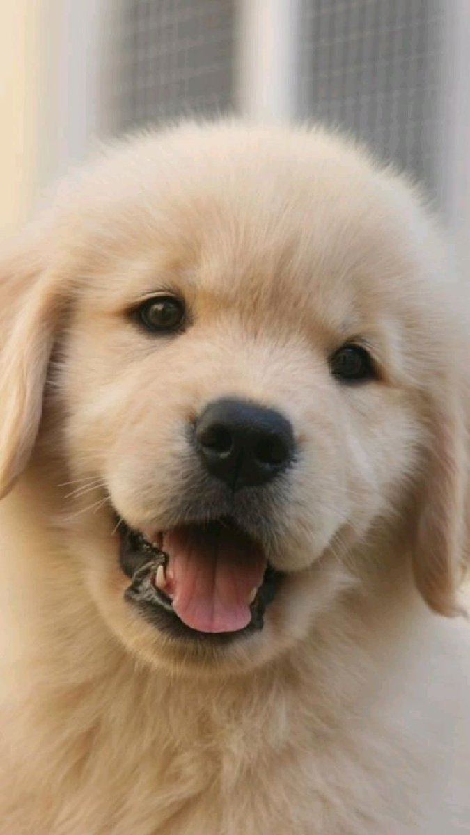 puppies video (@puppies_video) on Twitter photo 