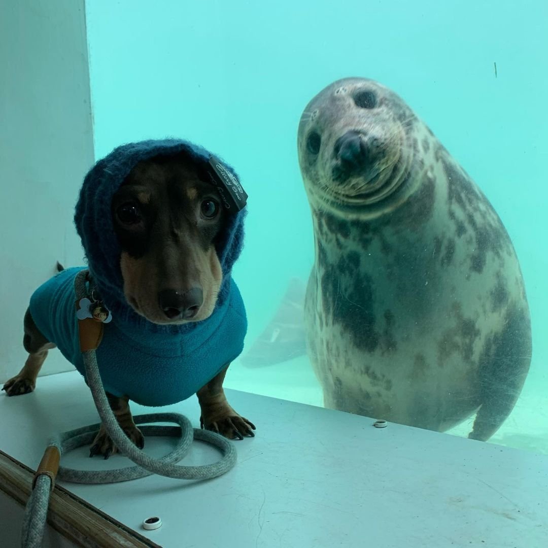 salsichinhas's tweet photo. Cachorro da terra encontra o cachorro do mar https://t.co/uGtbO5sENJ