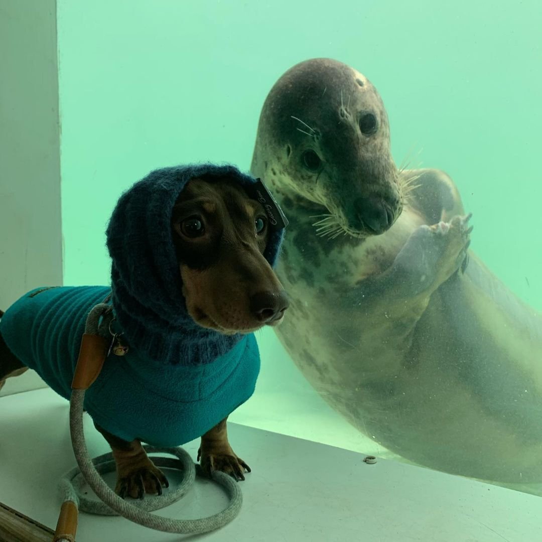 salsichinhas's tweet photo. Cachorro da terra encontra o cachorro do mar https://t.co/uGtbO5sENJ