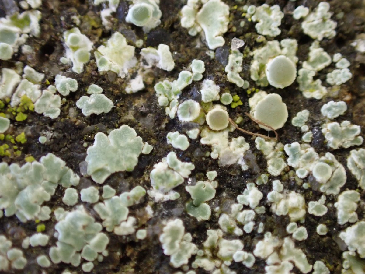 2 .More lichens from Runswick bay !