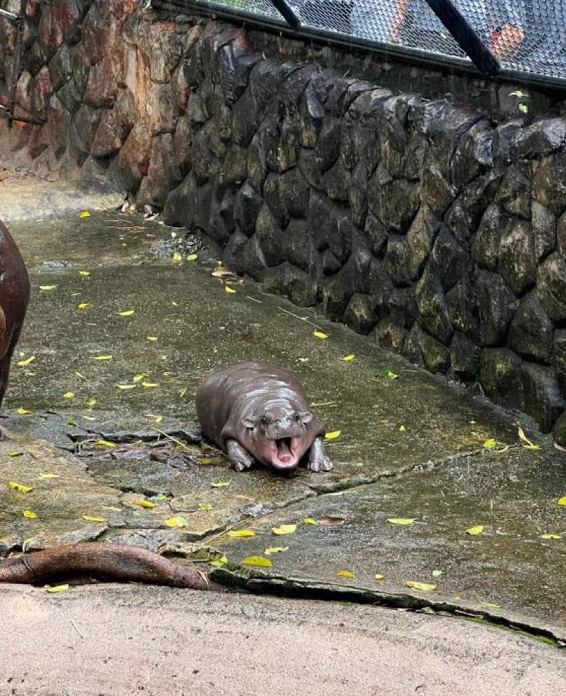 Thomas the law man tweet media