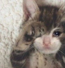 “Quiero que sepas que si alguna vez Bear me necesita voy a ser el tío que necesita en su vida y le diré historias sobre lo increíble que era su papá”

-Louis despidiendo a Liam-