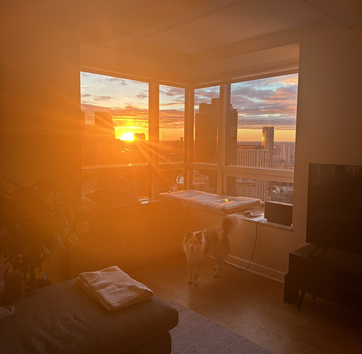 An intense sunset this week. Can you see <a href="/PuppyMacaroon/">Macaroon D. Puppy</a>?