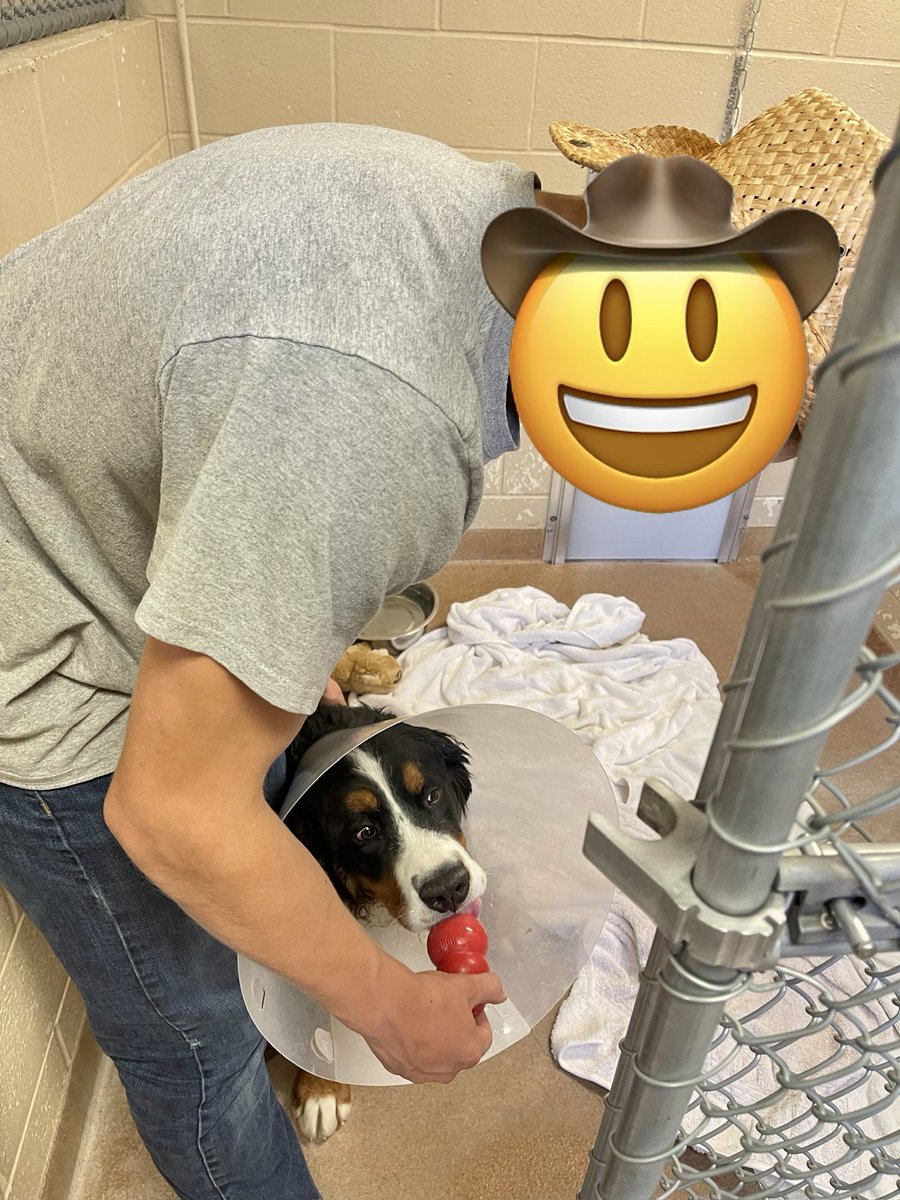 FlatheadCASA's tweet photo. FOCUS youth had an AMAZING time touring the Humane Society of Northwest Montana, visiting orphaned animals yesterday. THANK YOU to ED Staci DaBolt for hosting us and CASA Lynn Sundelius for using her Thrivent dollars to provide supplies. #VisitToHumaneSociety #FOCUSyouth https://t.co/RdEz0yM2RW
