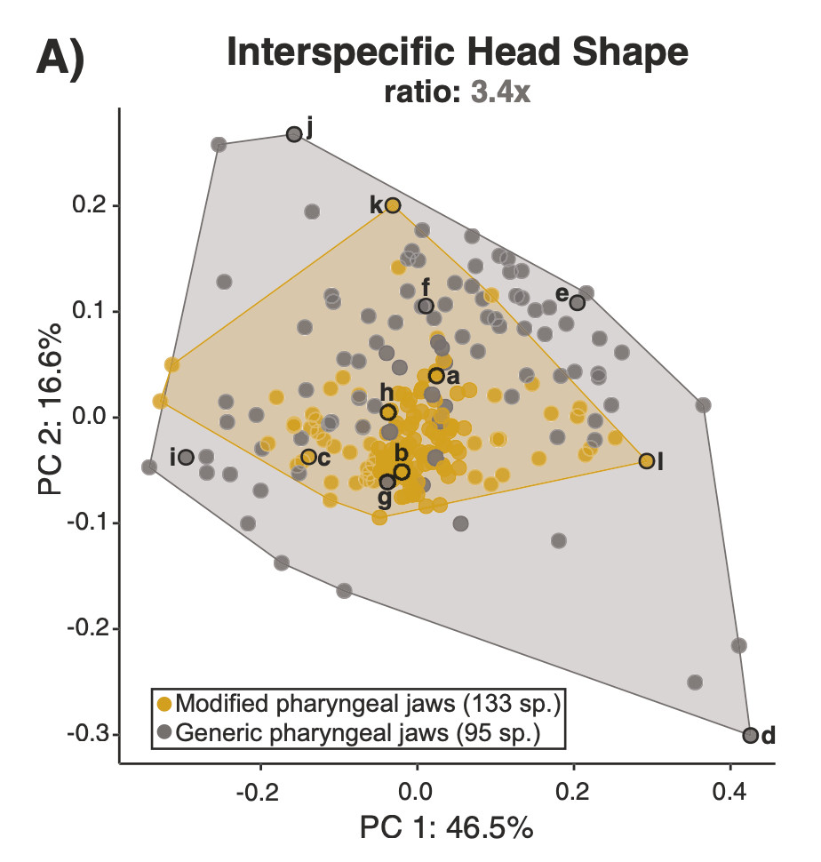 I am SO PROUD to say that the indomitable @Alexuss_Symone 's 3rd ch. is OUT NOW at Evolution Letters!

With me, <a href="/cmart_fishmorph/">Christopher Martinez</a> , &amp; Peter Wainwright, we find that a famous key innovation in feeding apparatus LIMITS functional diversification!

doi.org/10.1093/evlett…