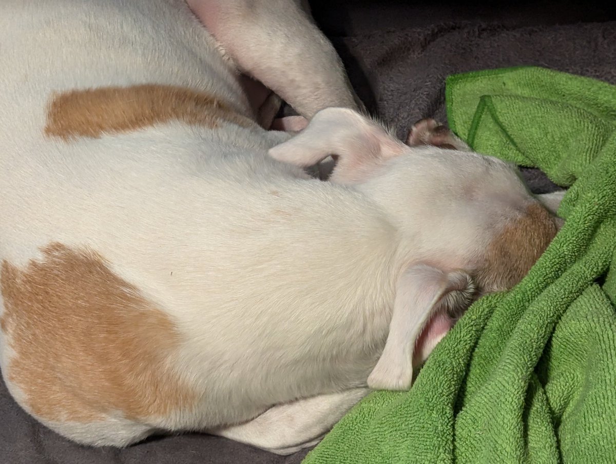 ItsProbablyOK's tweet image. Hide your nose! It's Hades 2 on Thurvival Thursday. Thurvive Mt Olympus with me! 

twitch.tv/itsprobablyok