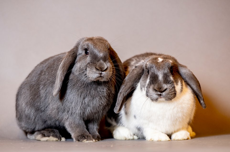 Dierbescherming's tweet photo. Eerlijk is eerlijk, er zijn momenten waarop we best kunnen glimlachen om #dieren in #reclames. Ze spelen vaak een leuke, schattige of zelfs hartverwarmende rol. Maar deze keer sloeg Optimel de plank behoorlijk mis: https://t.co/40RctPa48t. https://t.co/eMrYLmMOlr