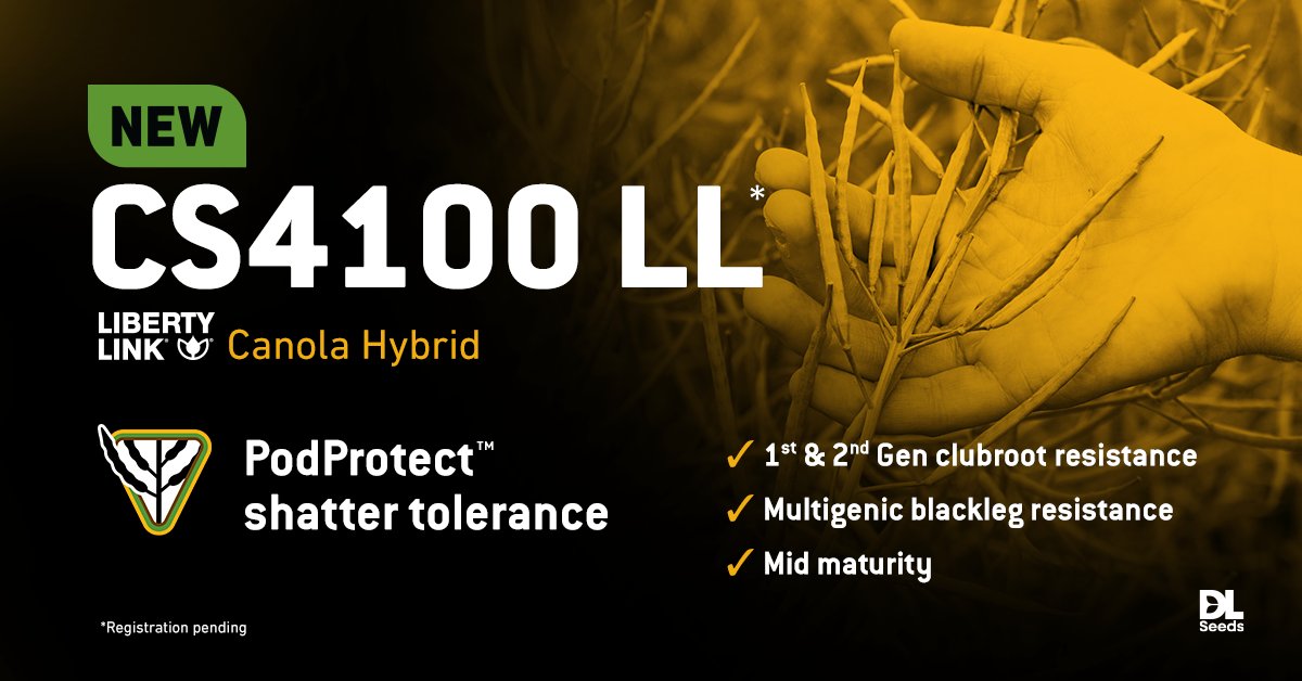 No #MondayMood here! Our team is very excited to announce CS4100 LL*, our newest LibertyLink canola hybrid with 7+ pod shatter rating and leading-edge disease resistance. 🥳 Get all the details: canterra.com/varieties/cano…