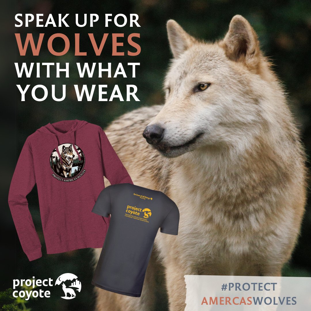 ProjectCoyote's tweet image. Get ready to #ProtectAmericasWolves! Starting Monday, you can lead the pack with our limited-edition collection of clothing. For every item sold, $8 goes directly to our Wild Carnivore Legal Defense Fund!

🐾 Order at FLOAT.org starting October 21st