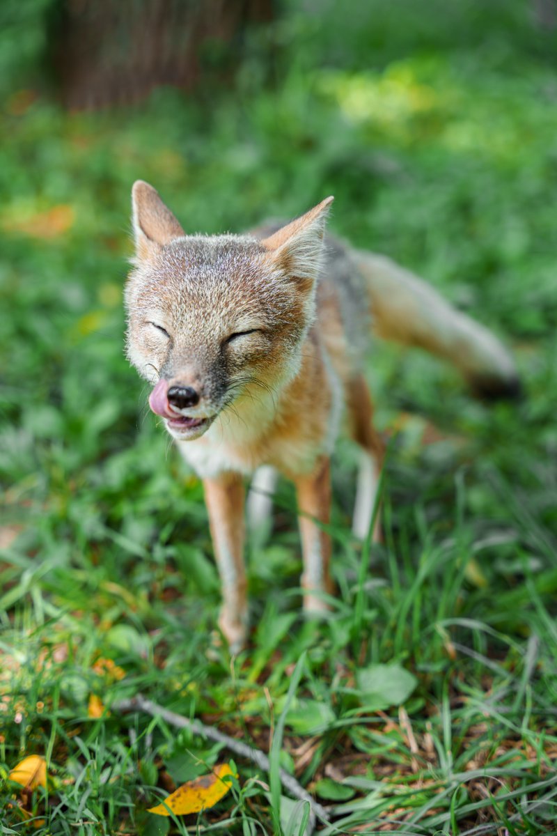 STLWolfCenter's tweet photo. Did you know that the #swiftfox is the smallest of North America’s wild canids, weighing between 4-8 pounds?

Would you like to see our #foxes? Visit the Endangered Wolf Center on October 19th for #WolfFest! Tickets are limited so book yours today: https://t.co/lJAeYdqjTv https://t.co/9DyMuqmPu0