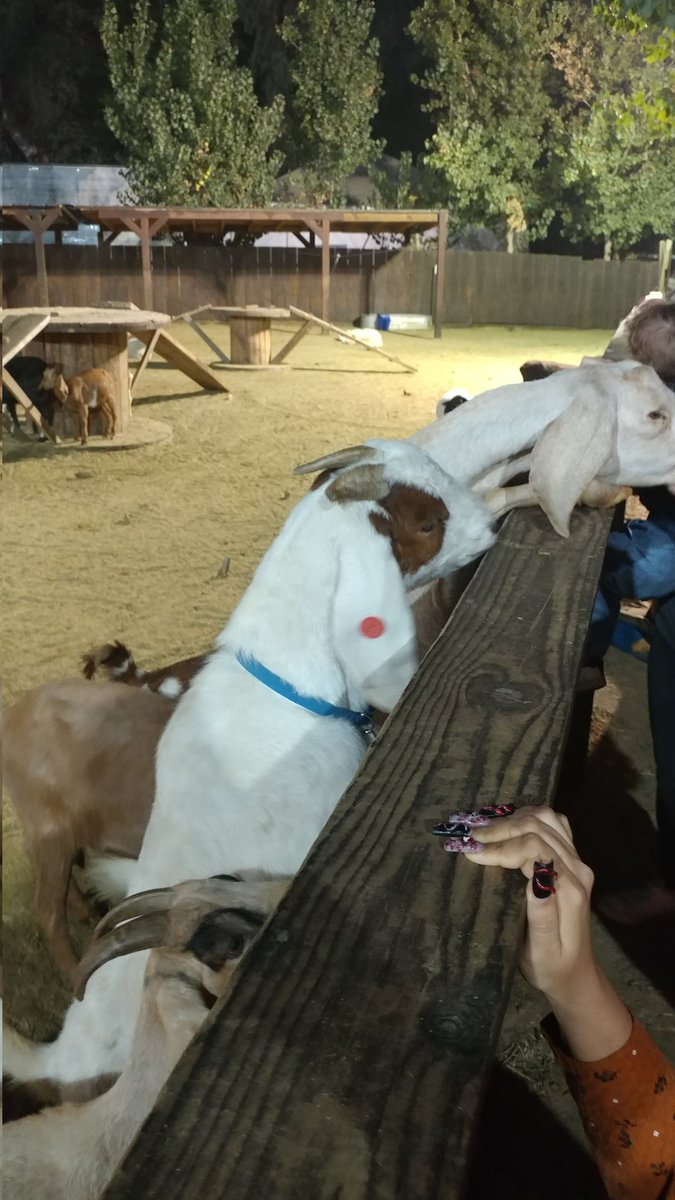 Splycr's tweet photo. Got to pet a few of Sinwar's virgins last night at the local pumpkin patch. They're about to have a difficult time. Thoughts are with the goats. https://t.co/5L4ocNkMPc