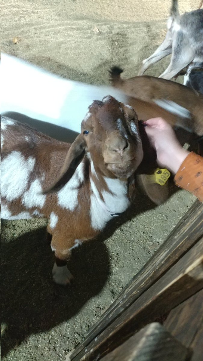 Splycr's tweet photo. Got to pet a few of Sinwar's virgins last night at the local pumpkin patch. They're about to have a difficult time. Thoughts are with the goats. https://t.co/5L4ocNkMPc