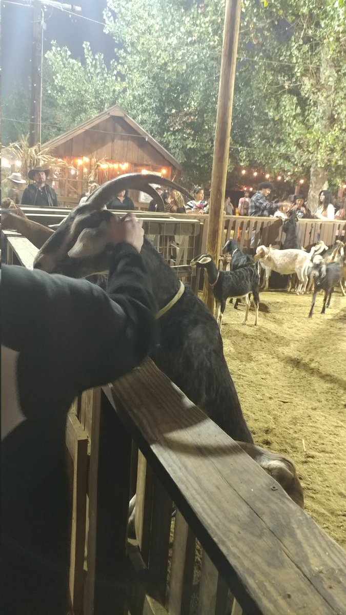 Splycr's tweet photo. Got to pet a few of Sinwar's virgins last night at the local pumpkin patch. They're about to have a difficult time. Thoughts are with the goats. https://t.co/5L4ocNkMPc