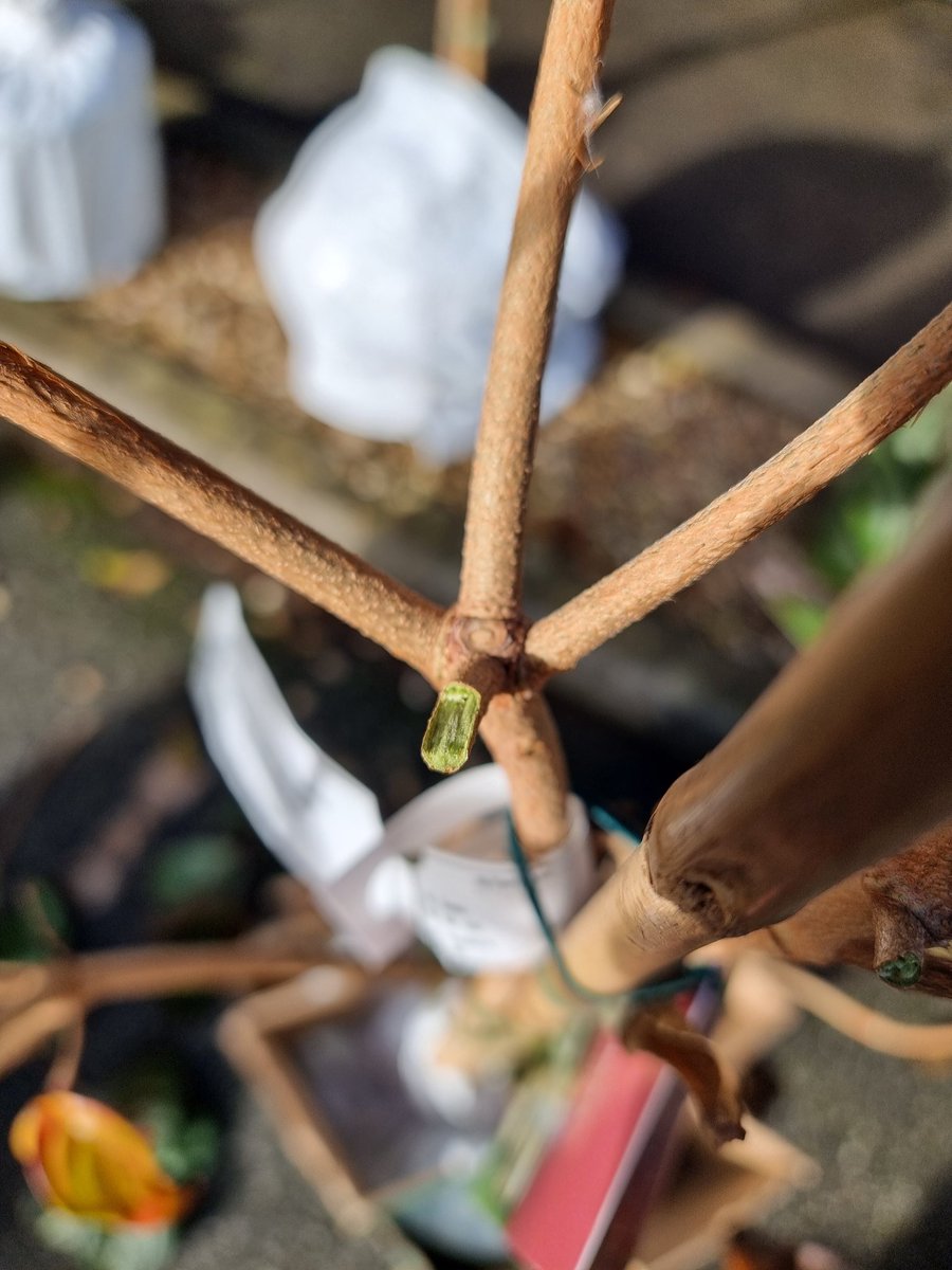 Why do delivery drivers translate "this  way up" &amp; "handle with care" as "kick the s@%t out of them" &amp; "Anyway that fits in my van"? #trees #gardens #Cornwall