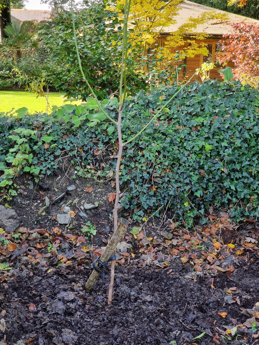This young Magnolia 'Honey Tulip' survived delivery &amp; will fill the hole left by our old Prunus serrulata 'Tai-haku'. #Magnolia #trees #gardens #Cornwall #RoselandParc