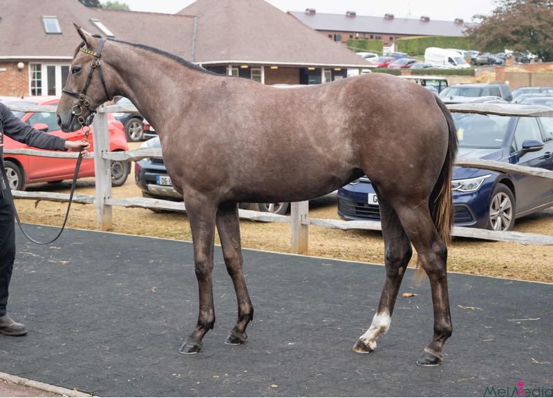 Harty Racing tweet media