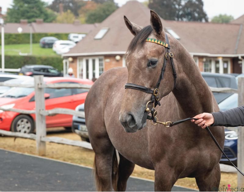 Harty Racing tweet media