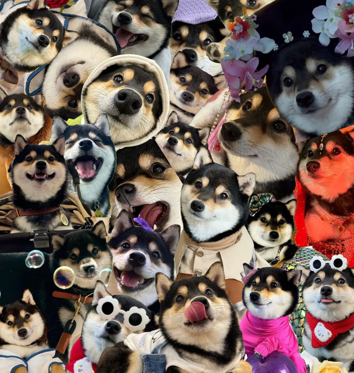 pepcasso's tweet image. $manyu