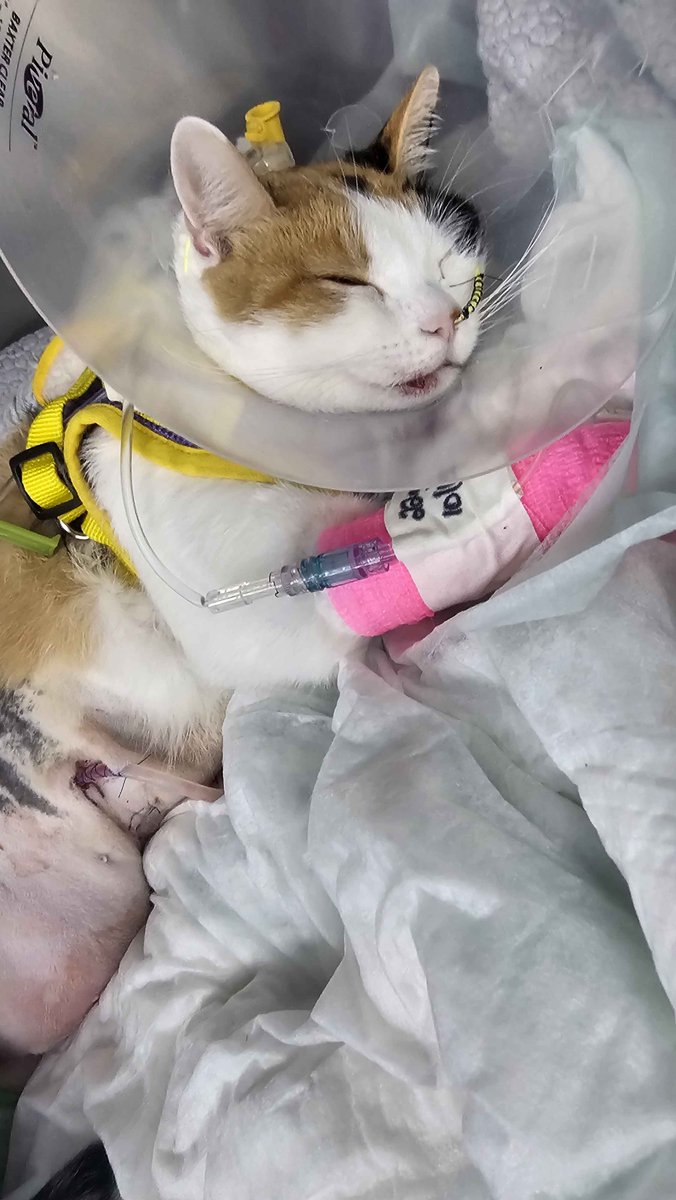 zaqariass's tweet image. Been an incredibly difficult week, it&apos;s so hard asking for help because my family and I are doing everything we can to keep our baby alive.

If you can, please share our GoFundMe for Kiko&apos;s Life Saving Surgery: gofund.me/eb91ae22

Anything helps. 🙏