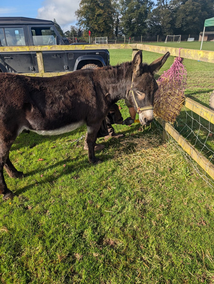 YH_SmallHolding's tweet image. Jasmine, Dave and Rupert had a visit from the farrier today to trim their hooves and after they were wormed to protect them from tapeworm, they were all superstars! @YorkHouseSch #smallholding