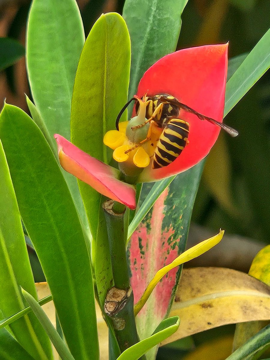 EvelynS45238640's tweet photo. Happy #InsectOnThursday everyone.
It has been a beezy week. 🌺🐝
Feeling much better and took a shot of this bee. 
I hope Y'all are having an amazing day.
🌺🐝❤️🎶🦋💛 https://t.co/jxpM3TgMIL