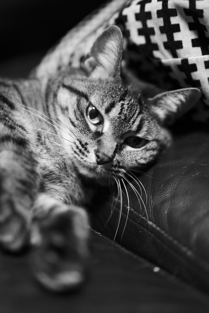 genkai_______'s tweet photo. #LUMIX
#LUMIXS5II
#SS50
#LEICAモノクローム https://t.co/OL3hwbe9zi