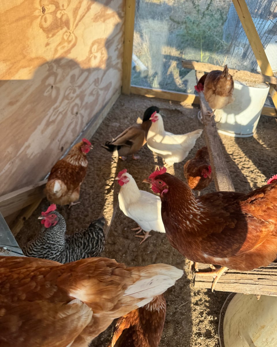 FemaleRancher's tweet photo. Checking in on the chickens today. It’s starting to get chilly and cool here in Nebraska. How are your chickens handling the change in weather?
#Chickens #Fresh #Chicken #Eggs #Egg #FarmTable #Farm2Table #FarmFreshEggs #FarmGirl #hengear https://t.co/k7oZvc8CAv